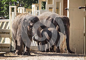 Family of elephants with a baby in the zoo, selective focus