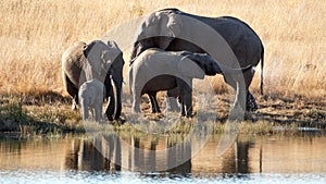Family of elephants with calves at a dam