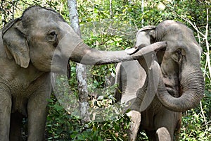 Family of elephants covered by mud walking towards the swamps