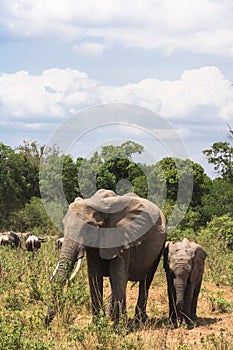 A family of elephants cross the road. Masai Mara, Kenya