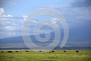 Family of elephants crosses the savannah