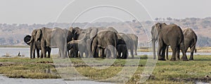Family of elephants crossing the choebe river
