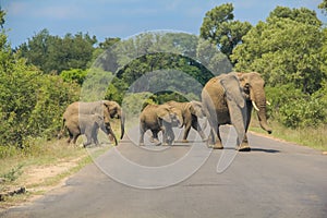 Family of elephants crossing the paved road