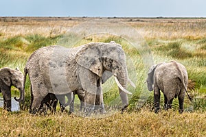 A family of elephants drinking in the Serengeti National Park, Tanzania