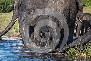 Family of elephants drinking water in shallows