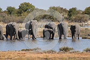 Family of Elephants drinking water in a waterhole. Etosha National Park in Namibia