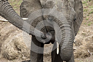 Family of elephants drinking from a waterhole in Botswana, Africa