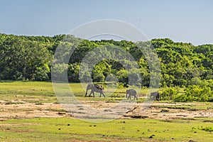 A family of elephants go around a safari, Yala National Park, Sri Lanka