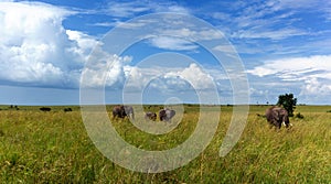 Family of elephants goes on a safari in a high grass elephant family