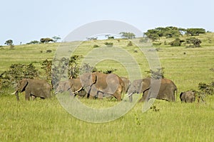 Family of elephants in green grass of Lewa Wildlife Conservancy, North Kenya, Africa photo