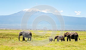 Family of Elephants in Kenya with Kilimanjaro mount in the background, Africa