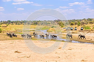 Family of elephants and lions at waterhole in Tarangire national park, Tanzania - Safari in Africa