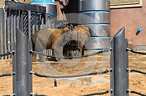 Family of elephants in the Moscow zoo.