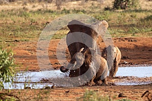 Family of elephants playing in the red mud