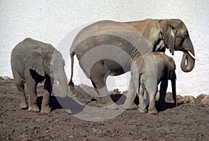 Family of elephants by river