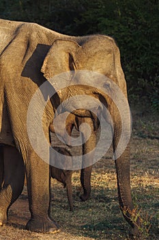 Family of Elephants on the Road During Safari Tour. Uda Walawe Sri Lanka