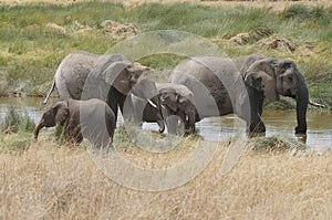 A family of elephants seeks refreshment in the river