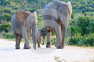 Family of elephants from South Africa