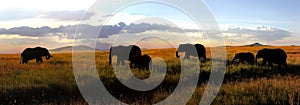 Family of elephants at sunset in the Serengeti national park. Banner format.