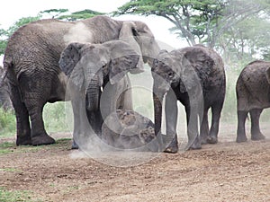 A family of elephants taking a dust bath