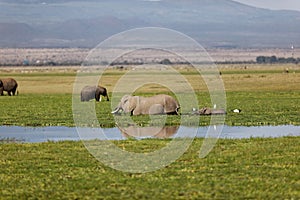 Family of elephants walking in Amboseli National Park, Kenya