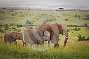 Family of elephants walking through the savanna, M