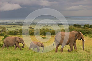 Family of elephants walking through the savanna, M