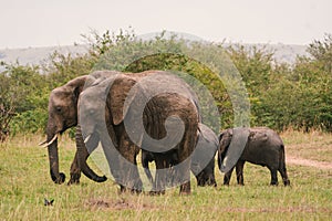 Family of elephants wandering through the Masaai Mara Reserve in Kenya Africa
