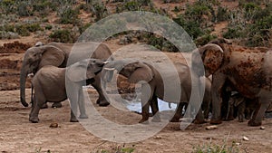 Family of Elephants at waterhole in Addo Elephant Park