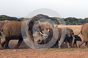 Family of elephants in the wild