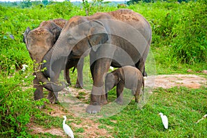 Family of elephants with young one