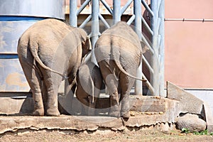Family of elephants in zoological garden