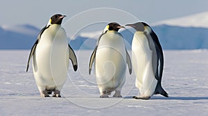 Family of Emperor Penguins on Snowy Antarctic Landscape