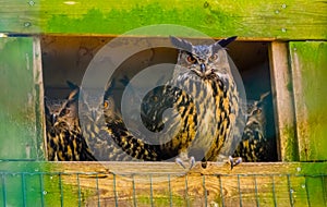 Family of eurasian eagle owls together, popular bird specie form Eurasia