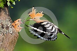 Family of eurasian hoopoe breeding in nesting season in summer nature at sunrise