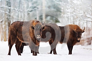 Family of European bison in a snowy forest. Natural winter christmas image