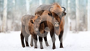 Family of European bison in a snowy forest. Natural winter christmas image