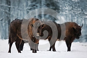 Family of European bison in a snowy forest. Natural winter image.