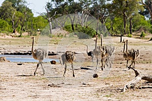 A family f ostriches in Makololo plains - Hwange National Park