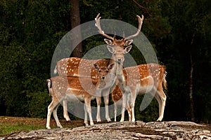 A family of fallow deer, with doe, fawn and buck in a forest in Sweden