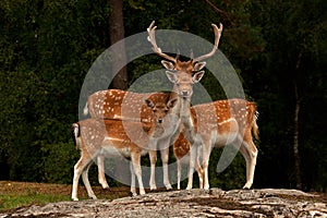 Famiglia da giacere incolto cervo fare cerbiatto un dollaro foresta Svezia 