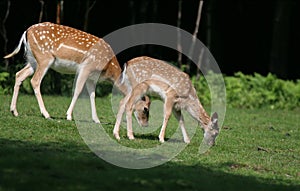 Family of Fallow Deers in forest