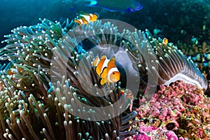 Family of False Clownfish on a coral reef at Koh Tachai island, Andaman Sea