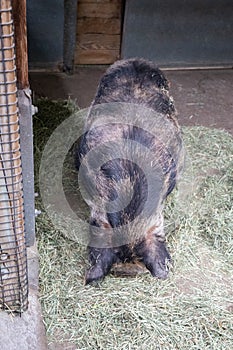 Family Farm pig in Seattle Woodland Park Zoo