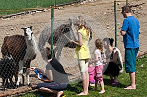 Family feeding animals in farm