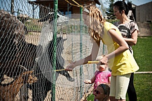 Family feeding animals in farm