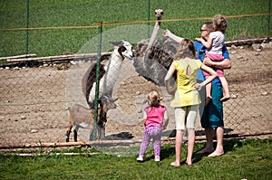 Family feeding animals in farm