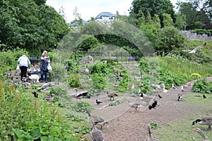 Family feeding the birds