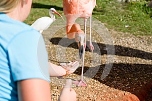 The family Feeding birds in the park