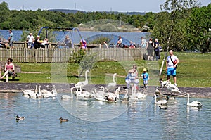 Family feeding swans.